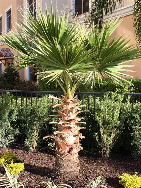 Diese palmenart hat gleich mehrere namen. Venice Beach Fan Palm Tree Washingtonia Robusta - Kens-Nursery