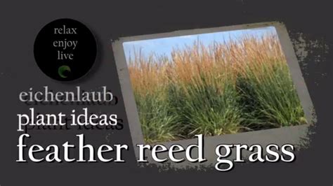 Feather reed grass 'karl foerster', calamagrostis 'stricta'. Feather Reed Grass - Ornamental Grass- Landscaping Ideas ...