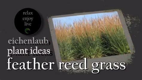 During the spring and summer months, growth is thickest. Feather Reed Grass - Ornamental Grass- Landscaping Ideas ...