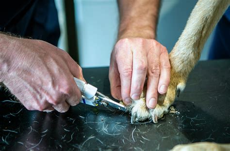 Nail Clipping and De-matt - Barry's Vets | Small animal practice in Dromore