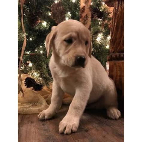 We do not breed anything, our pets are. Lab Blue Heeler Puppies For Sale In Columbus Ohio | Dog ...