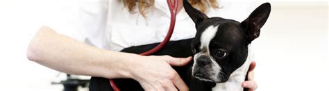 Naples safari animal hospital & pet resort. Member Practices | Pet Emergency Hospital