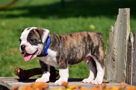 We are an accredited english bulldog breeder in mo, offering home raised champion pedigree sired male and female bulldog puppies for sale to approved ronny and i were married that year and were very young (i was only 18). Gold & Silver's Pets | Bulldog Breeder | Sugarcreek, Ohio