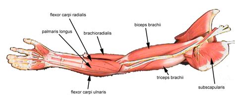 Learn about muscles of the arm with free interactive flashcards. muscles of the arm labeled - ModernHeal.com