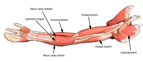 The muscles you are using in arm wrestle depends on the technique and which range of the rotation you are at. muscles of the arm labeled - ModernHeal.com