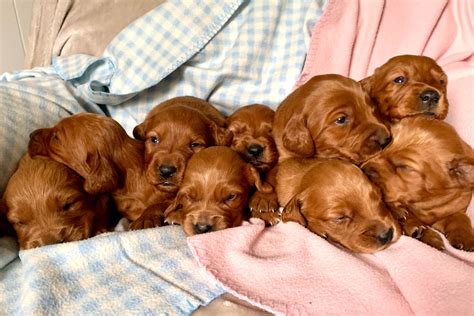 Gordon setter puppies and dogs. Gordon Setter Puppies For Sale 2021 : Gordon Setter ...