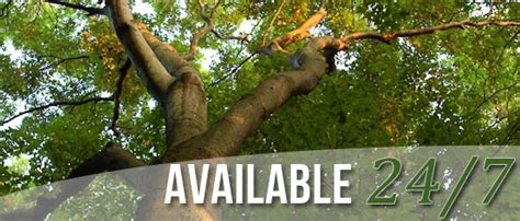 Get directions, reviews and information for utility tree service inc in modesto, ca. Tree Service In Modesto, CA | Charles Schwab