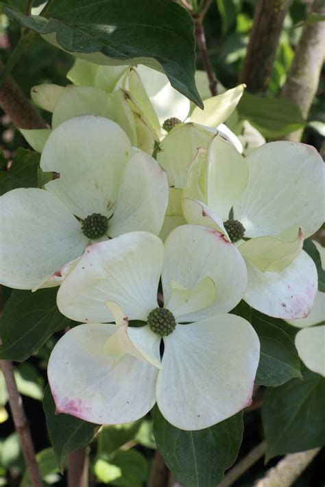 Cornus cousa zum kleinen preis hier bestellen. Le jardin arboretum LeTry - La terre est un jardin