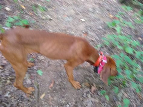 Definition (adj) very thin especially from disease or hunger or cold. 1 of 9 Emaciated Hunting Dogs on the Appalachian trail in ...