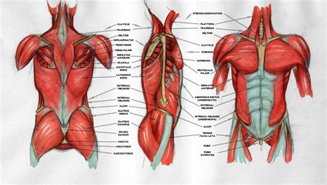 The anterior muscles of the torso (trunk) are those on the front of the body, including the the posterior or back muscles perform a wide range of functions, including movement of the shoulder. Muscles Of Torso Diagram : Anatomy Front View Of The Human ...