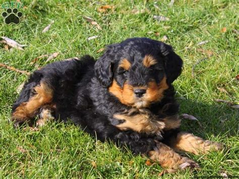 Some designer dogs grow 15 to 40lbs with a semi. Sunrise, Mini Bernedoodle puppy for sale from Peach Bottom ...
