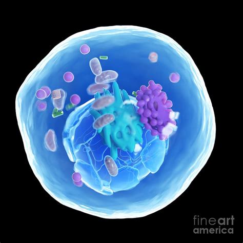 Maybe you would like to learn more about one of these? Animal Cell Photograph by Sebastian Kaulitzki/science ...