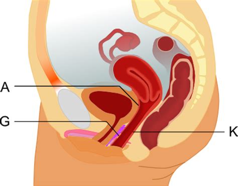 Japanese massage, traditional full body relaxation massage technique with oil for married women. Ein Bisschen weibliche Anatomie (Diagramme und Fotos ...