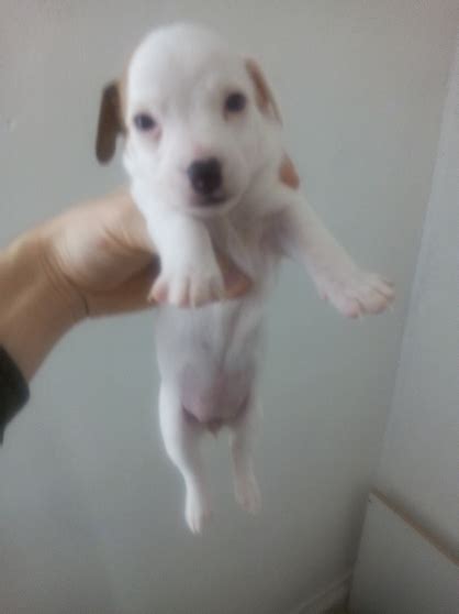 Magasins bijouteries à lens et aux alentours (46). Chiot jack russel à Lens - Marche.fr