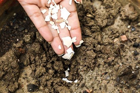 Combine the two together, crush the eggshells by hand even more (which should be easier now that they're fully dry), and sprinkle the mixture across the soil bed. How to Use Eggshells in the Garden | Egg shells in garden ...