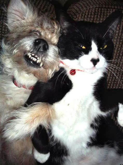 Sometimes, though, their hair or odors can leave an unwelcome footprint in our homes. Cat, Dog Best Friends Have An Adorable Love/Hate Moment ...