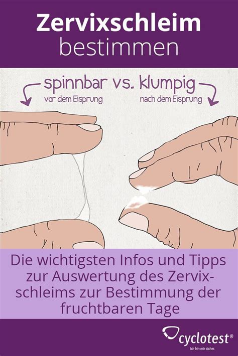 Der weibliche zyklus beginnt am ersten tag der menstruation und dauert durchschnittlich 28 tage an. Zervixschleim: Beobachtung und Auswertung | cyclotest ...