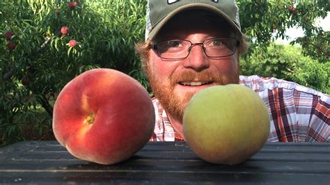 I'm sick and tired of (expensive) peaches and nectarines that refuse to ever get ripe and juicy on a what to do, what to do. Orchard Outlook: Peaches | Chiles Family Orchards