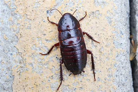 Call us today for a free estimate! cockroach pictures nyc, bronx, brooklyn, queens and long ...