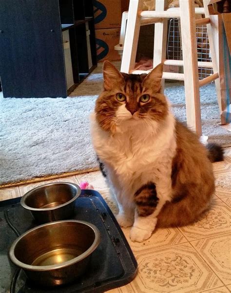 Kittens were born on the 8th of december, are fully litter trained and. Maine Coon Kittens For Sale Mn - Animal Friends