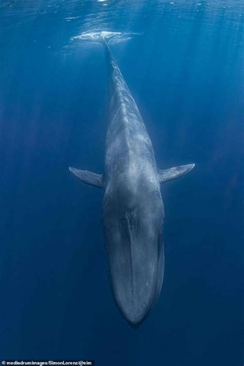 الحوت الأزرق يعرف بأنه أكبر الحيوانات. ألوان الوطن | مصور يلتقط "سيلفي" مدهش مع حوت أزرق طوله 25 مترا في قلب المحيط الهندي