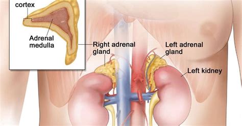 The american veterinary medical association (avma) reports that one in four dogs will develop cancer at some time in their life and that 50% of pets over the age of 10 will develop cancer. Adrenal Cancer Life Expectancy - CancerOz