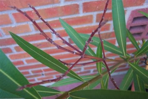 Wenn sie oleander schneiden möchten, sollten sie diese aufgabe direkt vor oder nach der überwinterung angehen. alte Blütenstände beim Oleander - Mein schöner Garten Forum