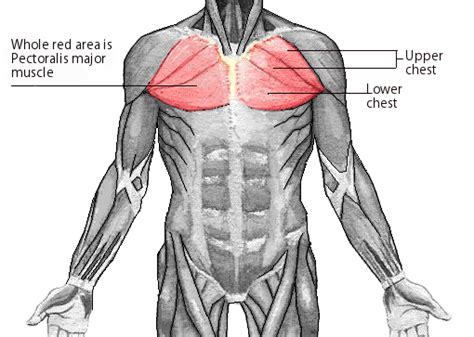 Chest muscles anatomy • bodybuilding wizard. Using 6 Remedies, Fix Lagging Upper Pecs - My Fitness ...