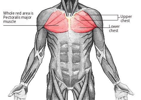 The pecs attach to the humerus near the shoulder joint and originate on the breastbone in the center of the chest. THE ONLY 3 CHEST EXERCISES YOU NEED FOR MASSIVE PECS