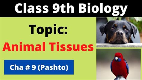 Both plant and animal cells contain nucleus along with similar organelles. Animal tissues | Animal tissues and types in pashto | Home ...