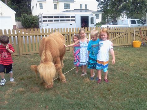 (please note, not a scotland cow. Kid's love to pet our miniature cow Shaggy! He's a hit at ...