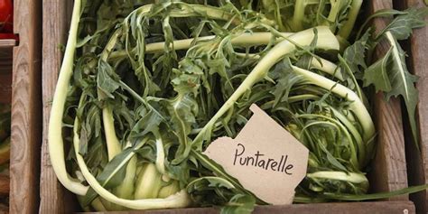 La cicoria stimola la concentrazione, contrasta la sonnolenza, aiuta l'attività di reni e fegato: Come cucinare le puntarelle: 10 ricette buonissime