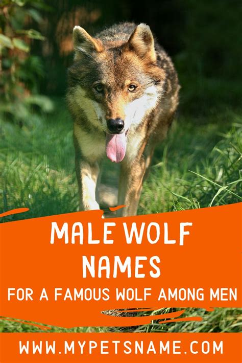 This list of celebrities is loosely sorted by popularity. One of the names we love in our collection of male Wolf ...