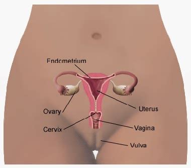 Female reproductive system consists of ovaries, fallopian tubes, uterus, vagina, mammary glands, and the male reproductive. The Body Blog: Below the Equator...