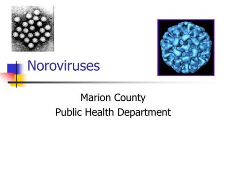 How to use derived in a sentence. PPT - Noroviruses PowerPoint Presentation, free download ...