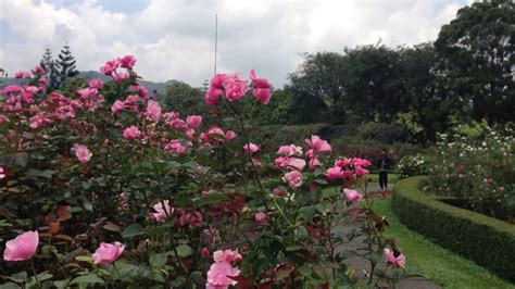 Ahlinya bunga mawar dan tanaman hias lainnya. Foto Bunga Mawar Di Taman - Gambar Terbaru HD