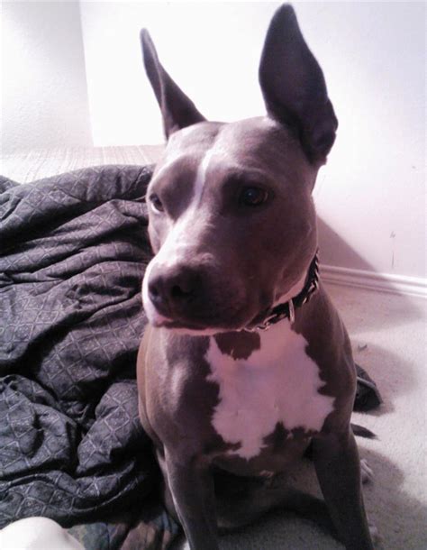 Gino is a male american pit bull terrier for adoption to a very loving home in or near san antonio, tx. Lost, Missing Dog - Pit Bull - San Antonio, TX, USA 78249 on April 03, 2014)