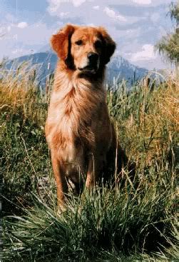 We want to elevate the standards of golden retriever breeding. Top Flight Golden Retrievers, Golden Retriever Puppies ...