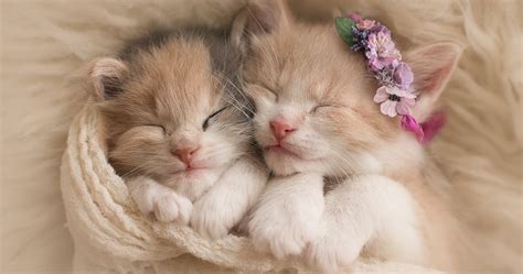 In this blog you can see and share photos of your cute friend! Research Explains Why Humans Find Kittens So Cute | TheThings