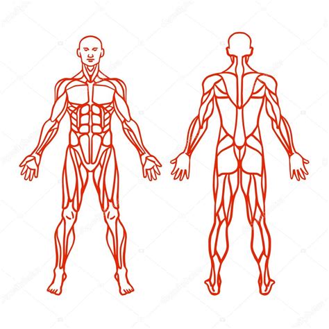 Choose from 500 different sets of flashcards about anatomy back muscles on quizlet. Vector: muscular system back | Anatomy of male muscular ...