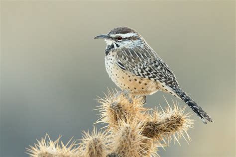 The cactus wren is an odd species; Cactus Wren (X9A_0856-1) | Joshua Tree National Park, CA ...