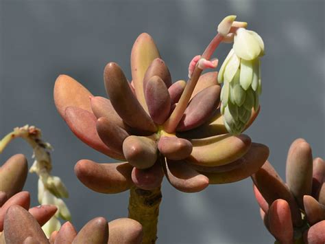 Pachyphytum bracteosum (link et al.): Pachyphytum 'Captain Jessop' | World of Succulents