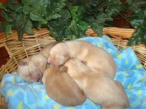 In the uk you won't get a lot of my golden is a short hair,compared to his brothers and sisters. Beautiful AKC Golden Retriever Puppies for Sale in Crewe ...