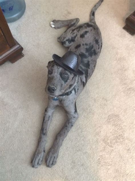 The great dane is a very gentle and loving animal and with the proper care and training is great around children, especially when being raised with them. Weiler Dane (Hank) | Dane puppies, Purebred dogs ...