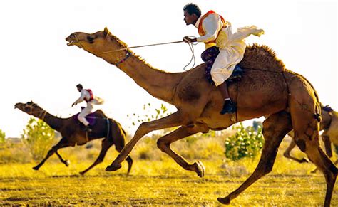 Camels are relatively fast, but race them against a thoroughbred or an arabian, and i'd be rooting for the horses. NRCC में ऊॅंट नृत्य, दौड़ और सवारी का फ्री में उठा सकते ...