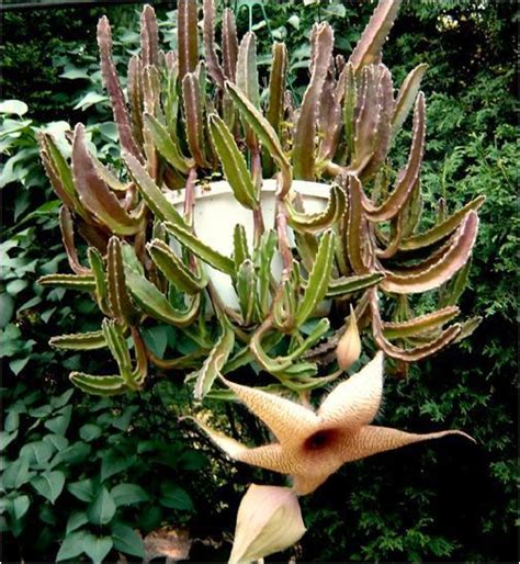 In nature, they are epiphytic which means they grow on the trunks and branches of trees. Cactus and Succulents forum→Epiphytic cacti sources (and ...