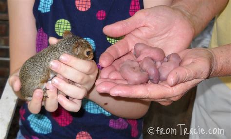 A baby squirrel must be stimulated to urinate and move it's bowels. From Tracie: A Hat Full of Baby Squirrels