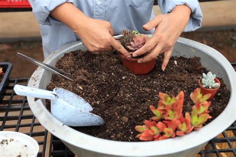 ¿te has preguntado cuánta agua necesitan tus suculentas y cactus? Cómo REGAR las SUCULENTAS y Cada Cuánto Se Riegan