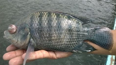 About cornea and external diseases. The most common diseases in tilapia cage culture in ...