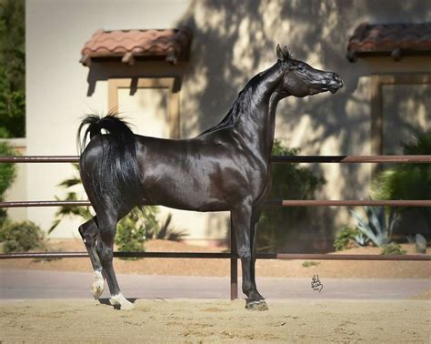 Browse horses, or place a free ad today on horseclicks.com. 723 best Arabian horse -black images on Pinterest ...